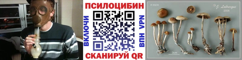 Псилоцибиновые грибы Psilocybe  Калининград 